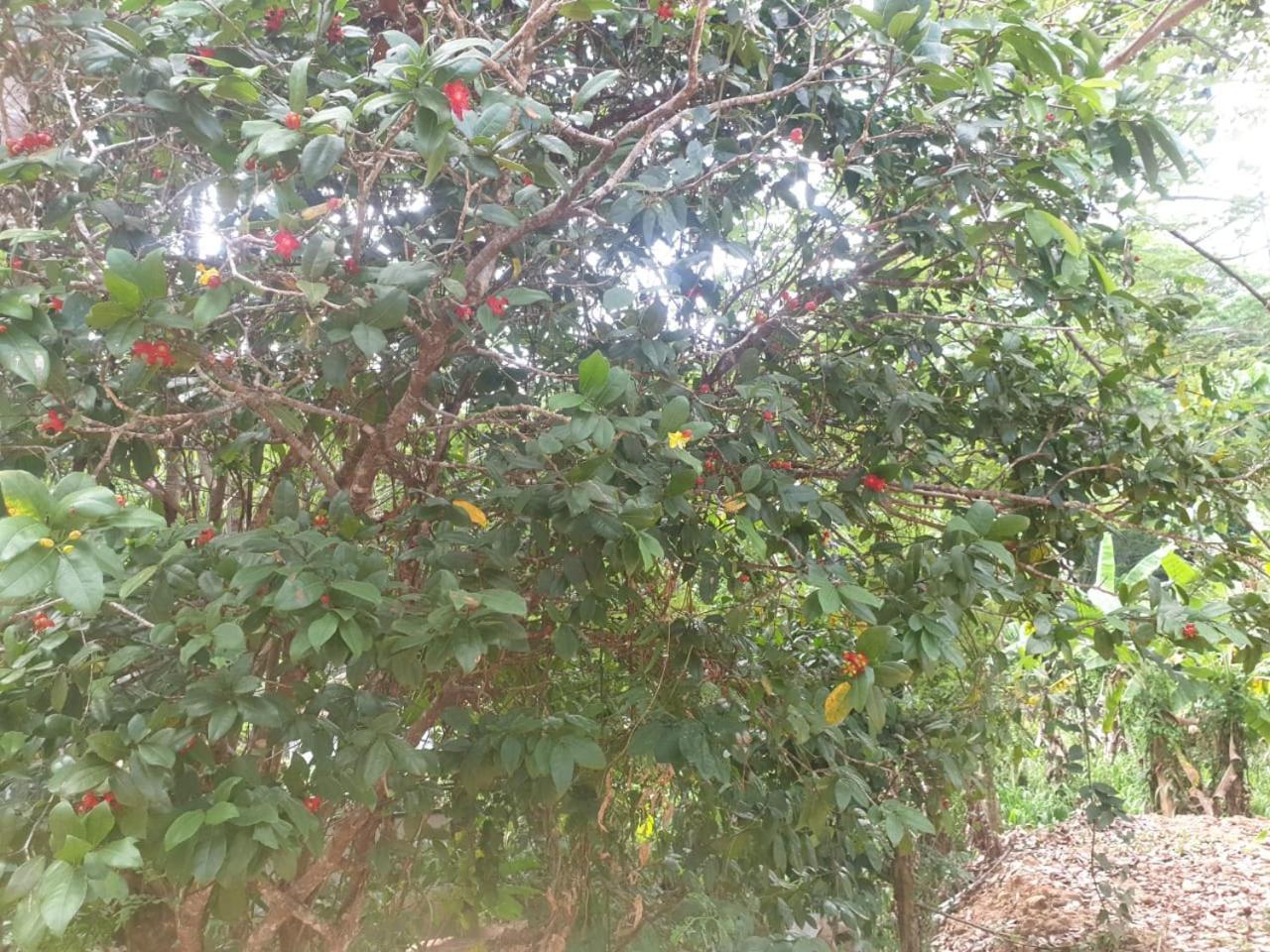 Dillenia Canopy Mirissa Luaran gambar