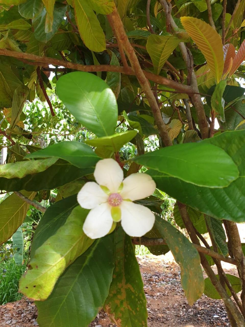 Dillenia Canopy Mirissa Luaran gambar