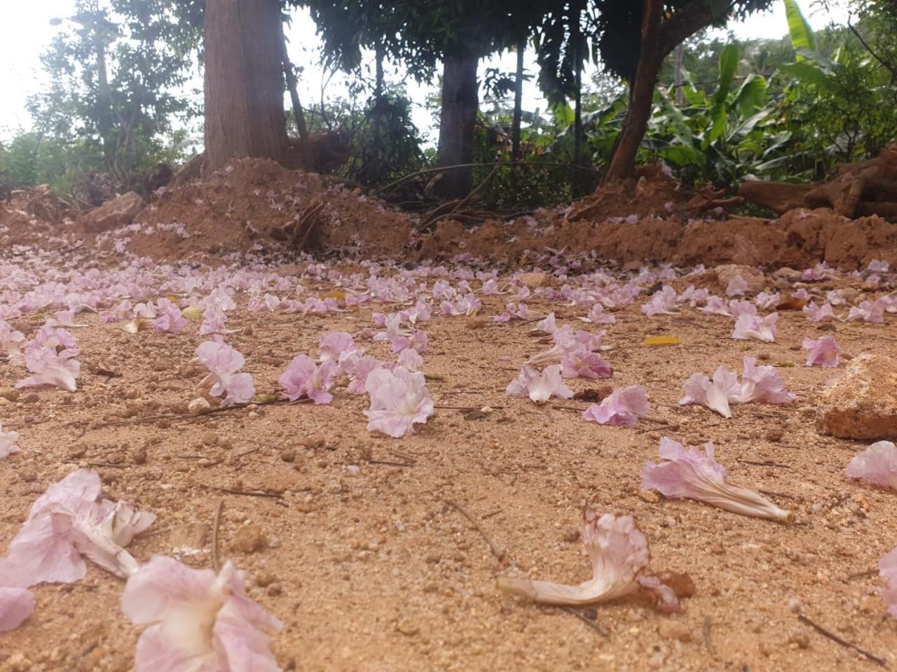 Dillenia Canopy Mirissa Luaran gambar
