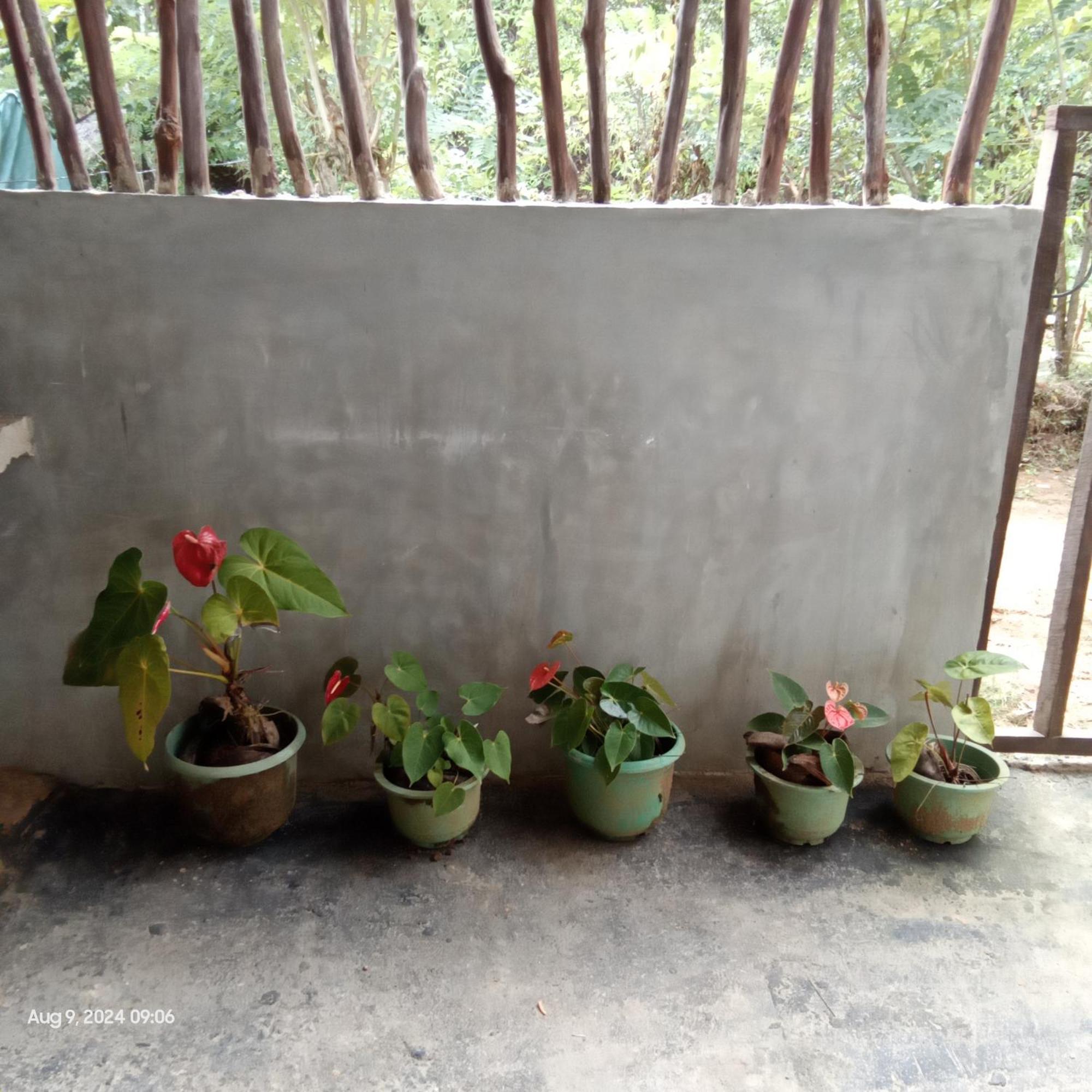 Dillenia Canopy Mirissa Luaran gambar