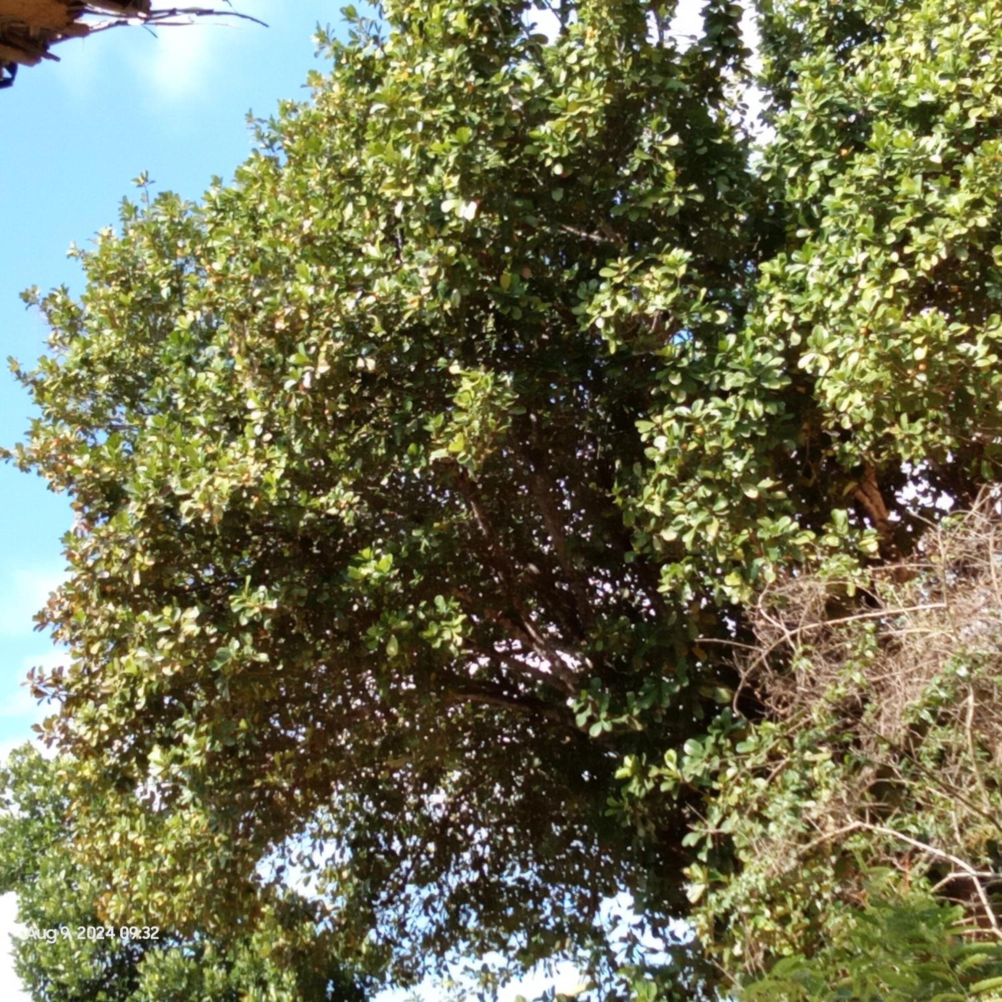 Dillenia Canopy Mirissa Luaran gambar