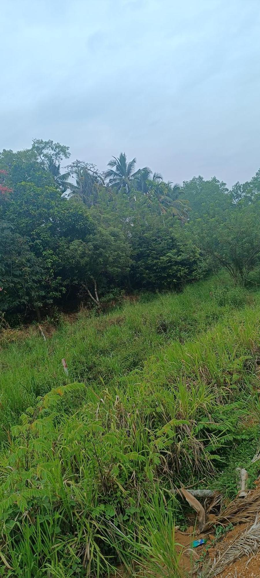 Dillenia Canopy Mirissa Luaran gambar